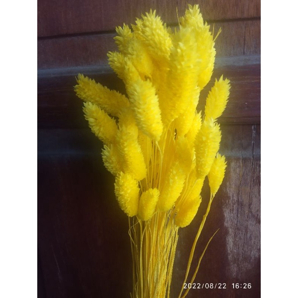 Bunga kering phalaris kuning, bunga kering phalaris
