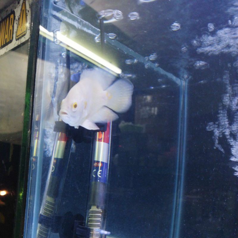Oscar Albino size 8-9cm predator tankmate aquarium