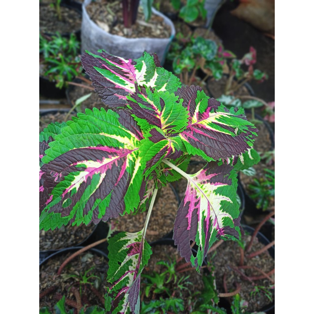 Tanaman hias jawer kotok