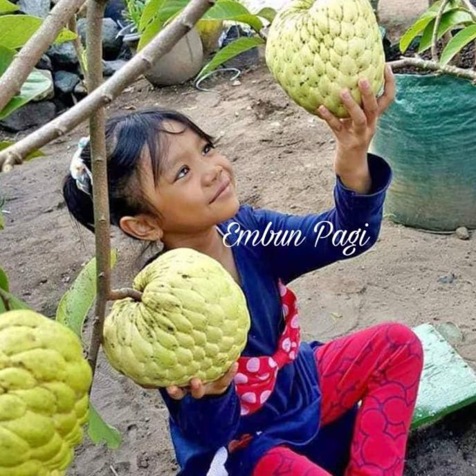 TERBAIK Terlaris Bibit Buah Srikaya Jumbo Thailand TERMURAH