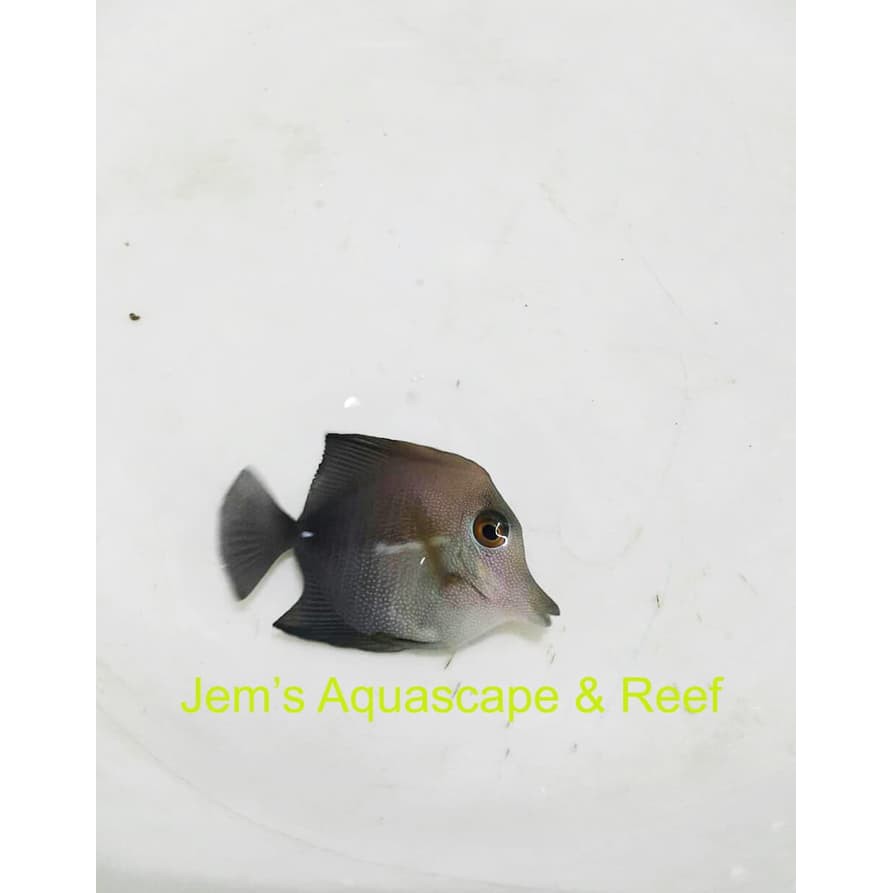 Terlari5 Ikan Air Laut Burung Laut Scopas Tang Shopee Indonesia