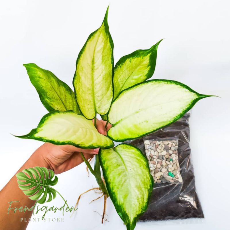 Aglaonema blanceng susu - Aglonema blanceng susu