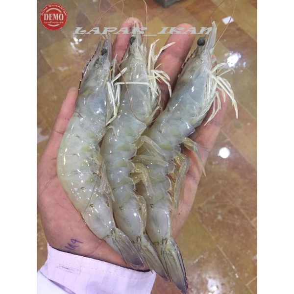 

Udang Vaname Segar 1Kg Size 45-50