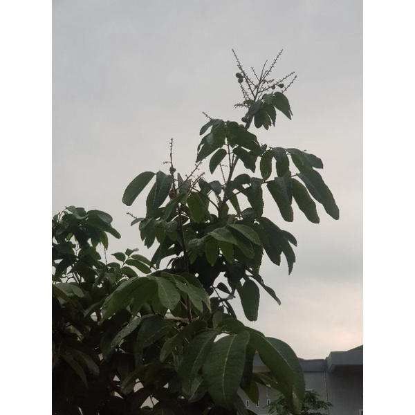 Kelengkeng Matalada berbuah