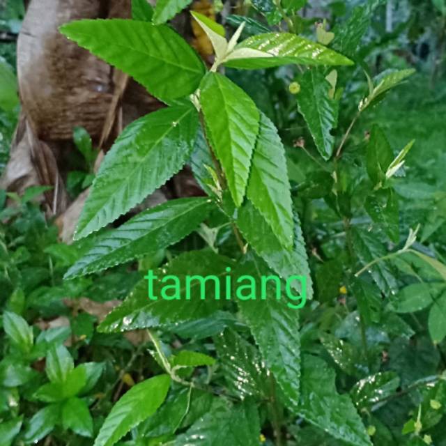 

daun sidgori fresh 100 gram