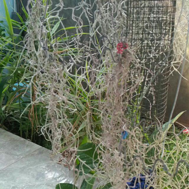 Daun herba Jenggot musa jenggot nabi tilandsia Shopee Daun herba Jenggot musa jenggot nabi tilandsia Shopee