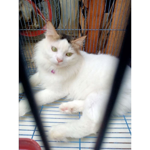 kucing anggora mixdom lucu gemoy