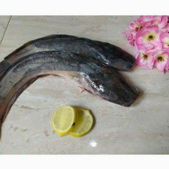 

ikan lele hidup 500gr