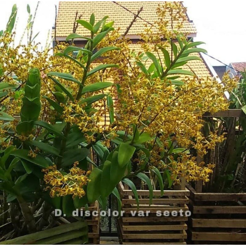 Seedling Anggrek Dendrobium Discolor