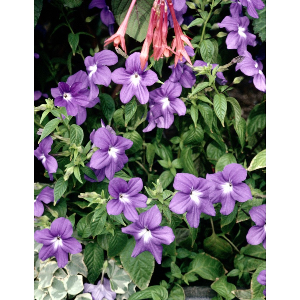 Bibit Benih Biji Bunga Vinca Midnight - Benih Bunga Vinca Midnight - Biji Bunga Vinca Midnight - COD