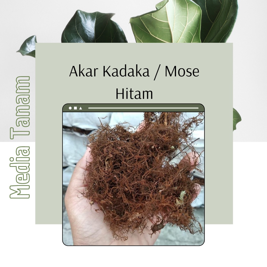 Akar Kadaka Media Tanam Moss Hitam Akar Kadaka