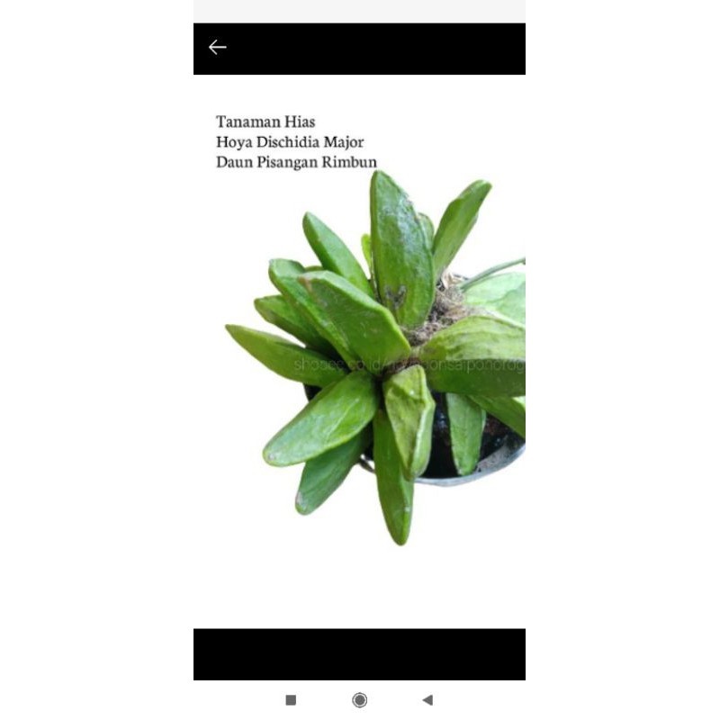 tanaman hias hoya dischidia major unik [NRS]