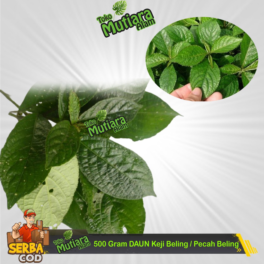 

500 Gram DAUN Keji Beling / Pecah Beling Segar - Herbal Batu Ginjal MUTIARA ALAM