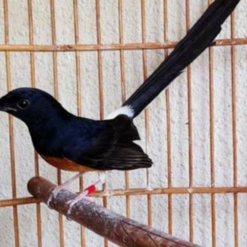 burung murai batu medan mh jantan non gembung prospek