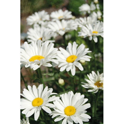 Benih Bibit Biji - Chrysanthemum White Breeze Bunga Krisan Putih Flower Seeds - IMPORT