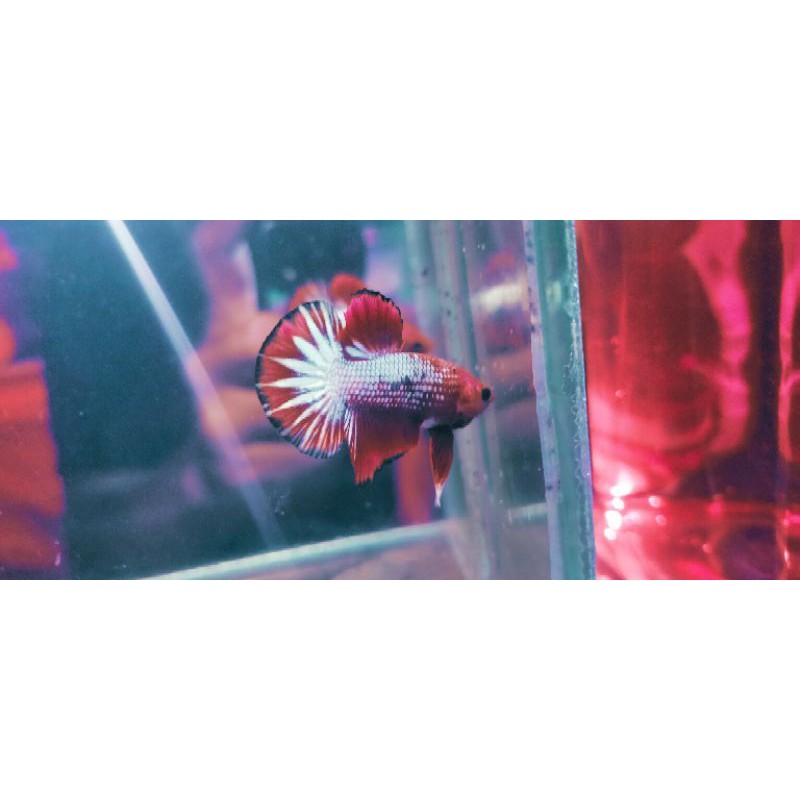 Cupang Plakat Fccp Red Head