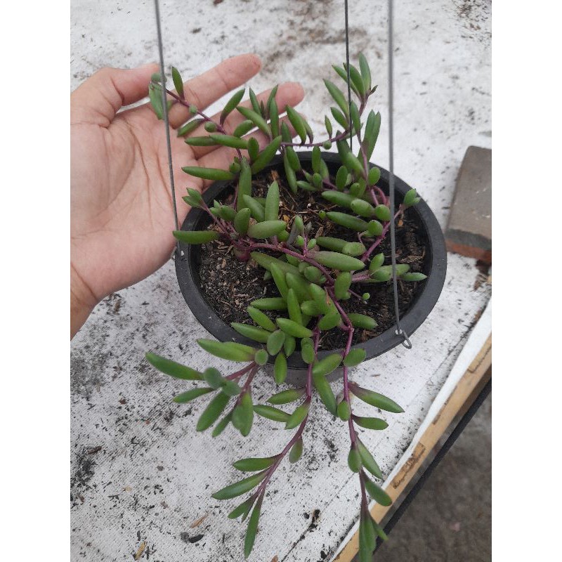 string of banana/ sukulen/ kaktus/ tanaman hias/ sekulen/ cactus/ tanaman gantung/ rimbun