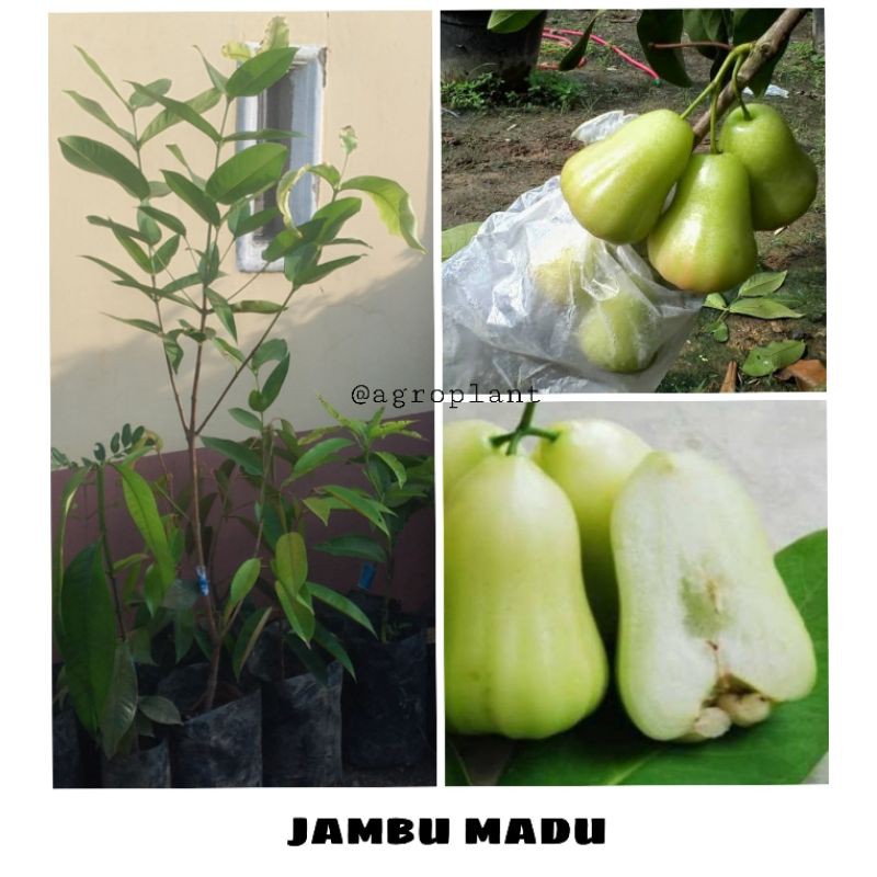 Bibit Tanaman Pohon Jambu Madu Deli Hijau  Bibit Jambu Madu Cangkok