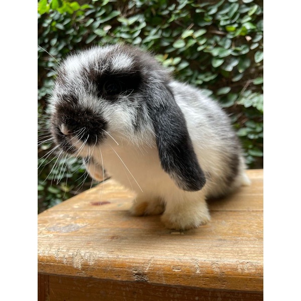 Kelinci Holland lop jinak lucu dan imut