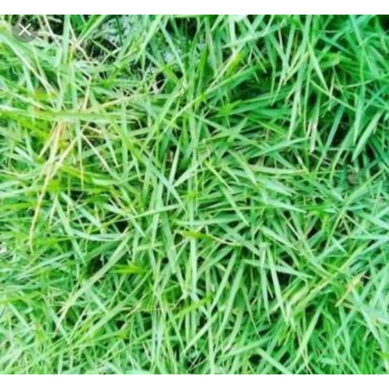 rumput Jepang 1meter