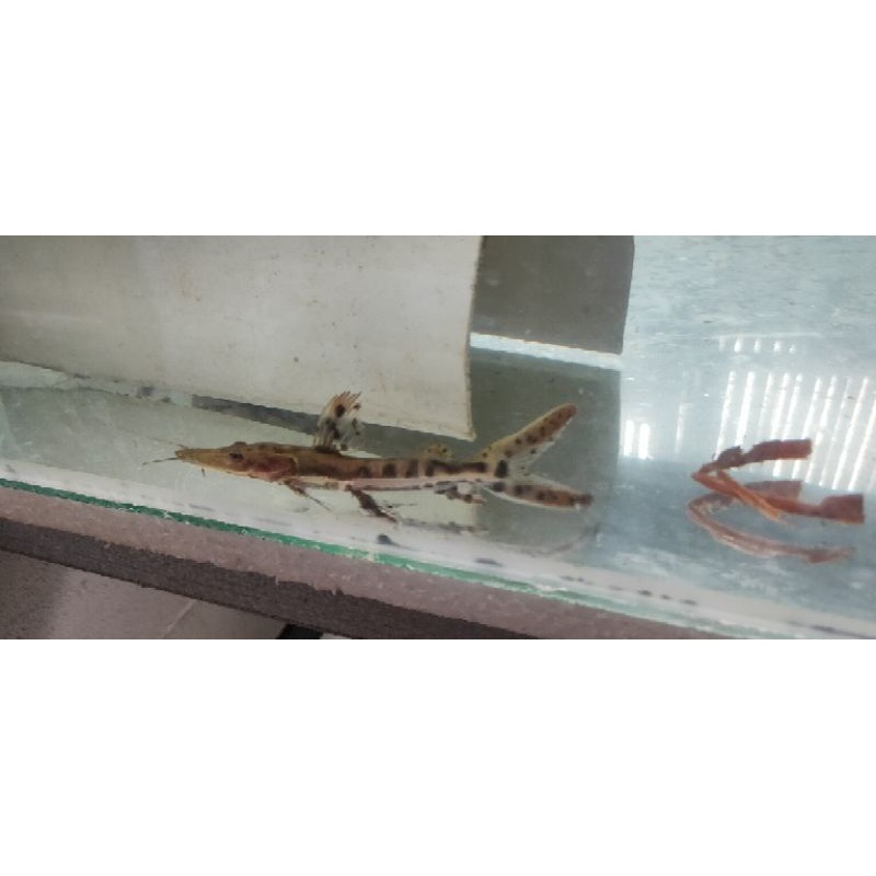 ikan TSN catfish