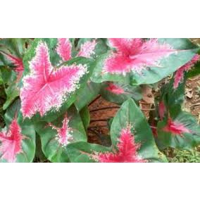 tanaman kaladium/keladi/lompong merah