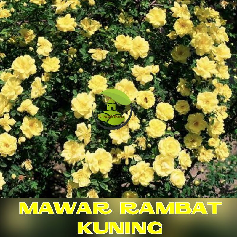 Benih Bibit Bunga Tanaman Hias Benih Bunga Unggul-Mawar Rambat Kuning