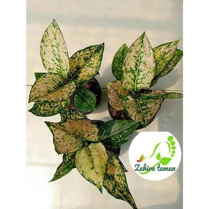 Tanaman hias aglonema ruby orange aglonema