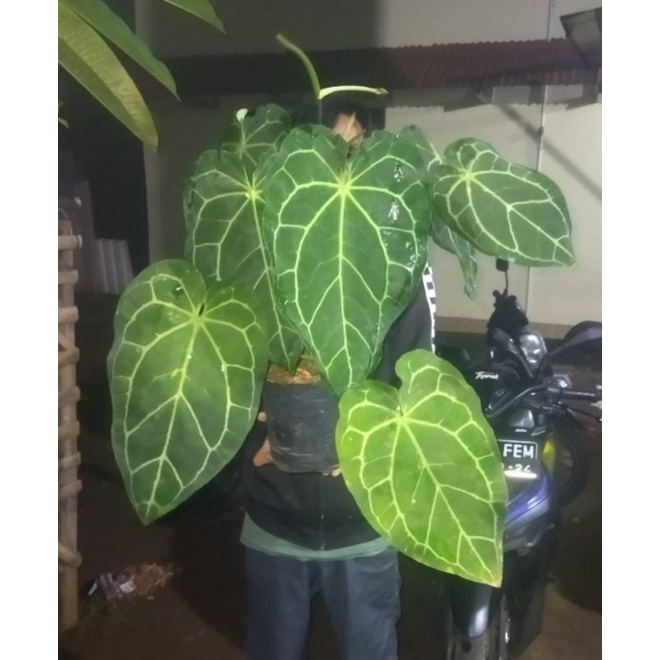 Tanaman Hias Kuping Gajah - Kuping Gajah Daun Besar - Kuping Gajah Rimbun