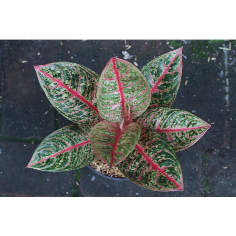 Anakan aglonema Diana