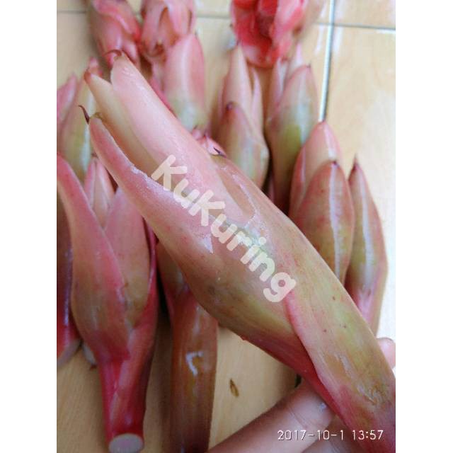 

HARGA GROSIR Rombeh Bunga Honje Segar Comrang TERLARIS