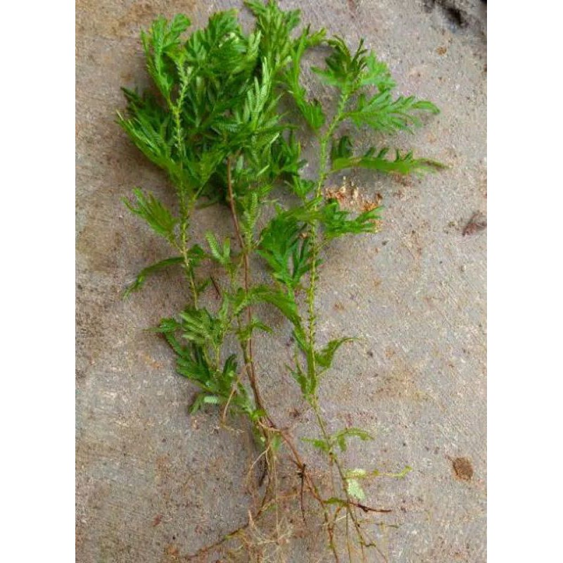 

HERBAL DAUN CEKER AYAM 100 GRAM