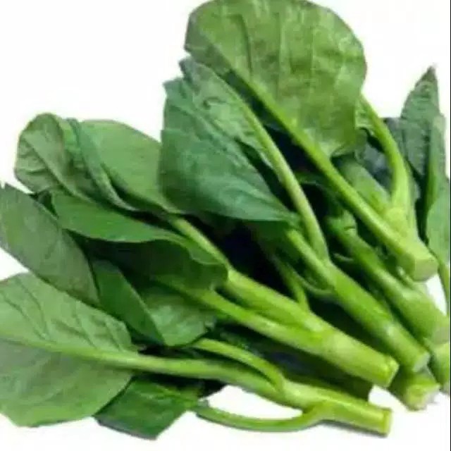 Benih Kailan Winsa 100 Biji