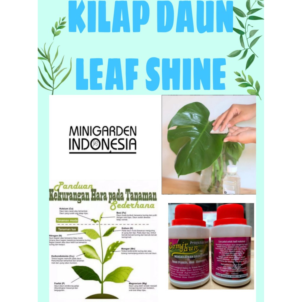 KILAP DAUN SEMIR DAUN 100ml LeafShine Kilap Daun Seketika Mengkilapkan daun Plus Mikro Nutrient