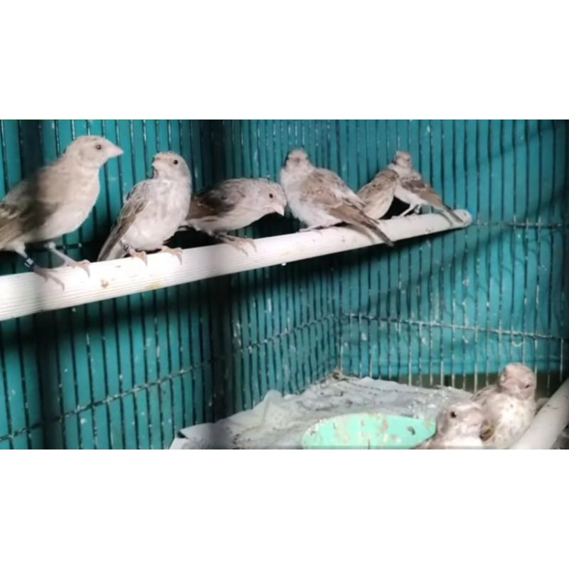 burung sanger jantan pilihan