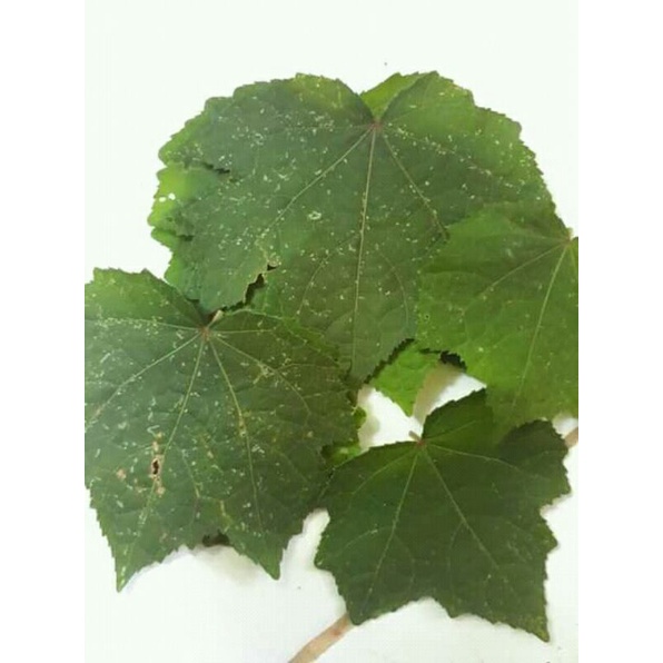 

daun pungpurutan atau pulutan murah 500gr