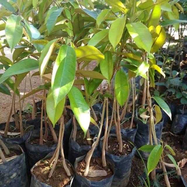 Bibit durian kaki 3 okulasi(cepat berbuahnya)