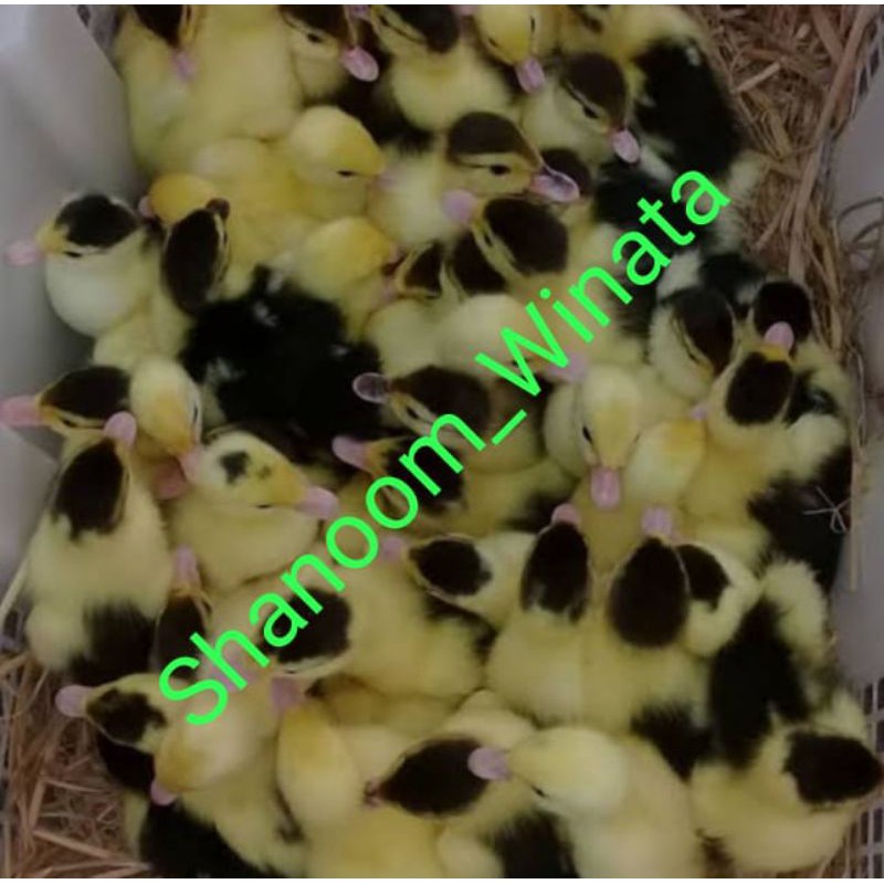 Anak Bibit Entok-Bibit Entok-Entok