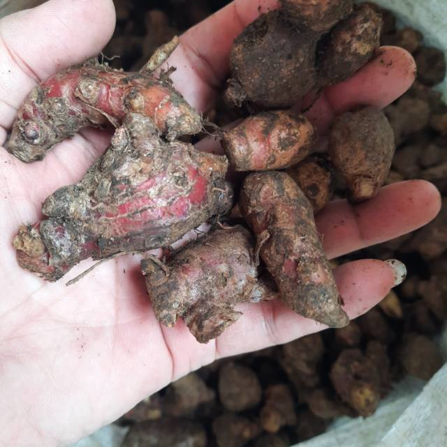 

JAHE MERAH 1kg - ASLI KULITAS TERBAIKTERLARIS