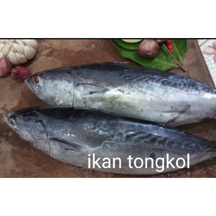 

ikan tongkol 1 kg