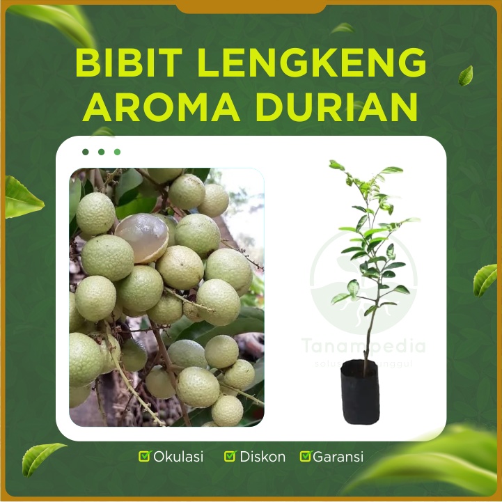 Bibit Kelengkeng Aroma Durian / Cangkok Lengkeng Aroma Durian / Tanaman Kelengkeng