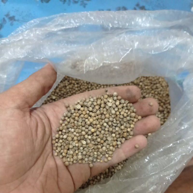 Ketumbar Hitam/ jamu