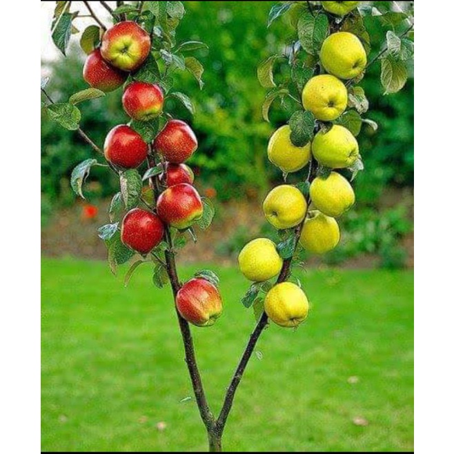 bibit buah apel merah  cangkok terunggul