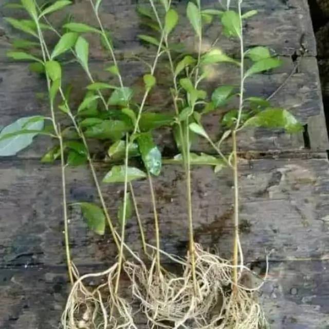 Gambar Akar Bunga Sepatu Terbaru