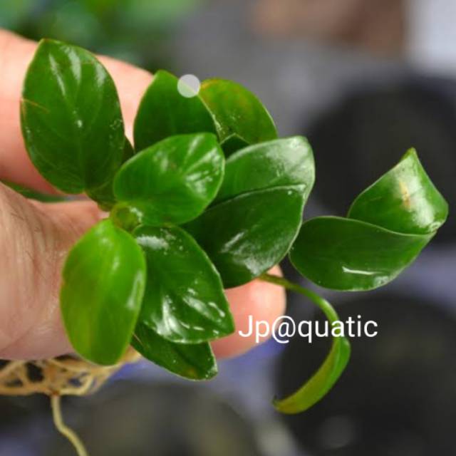 Tanaman aquascape Anubias petite