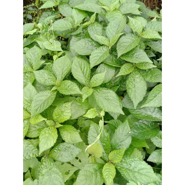 

Daun keji beling segar herbal 250 gr