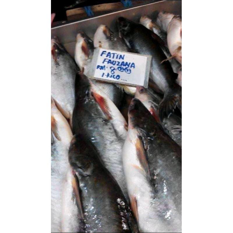 

IKAN FATIN SEGAR