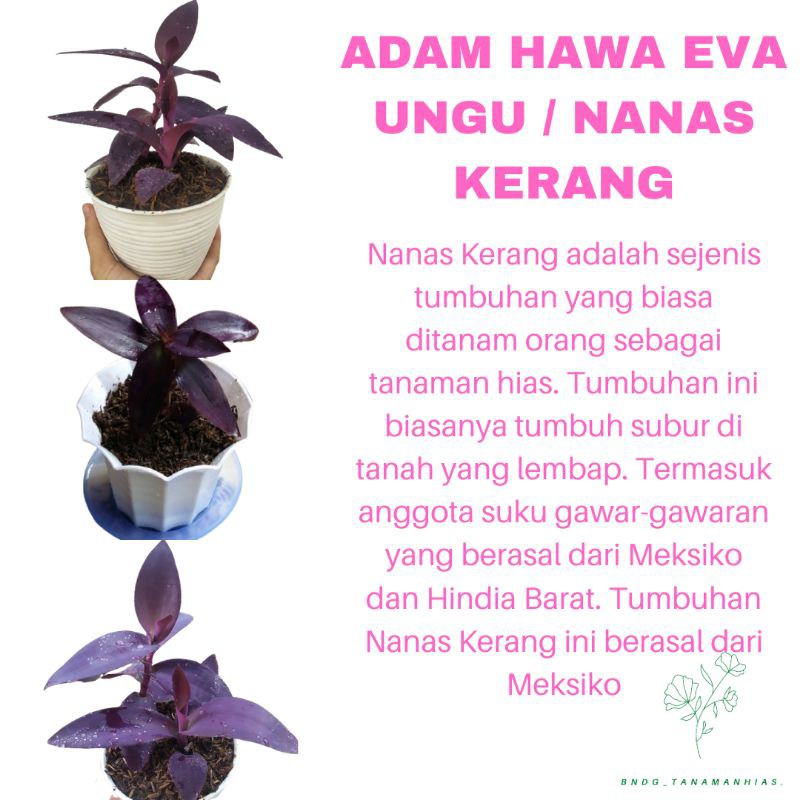 PROMO PAKET 3 TANAMAN HIAS BUNGA ADAM HAWA EVA / NANAS KERANG UNGU KUALITAS SUPER | COD