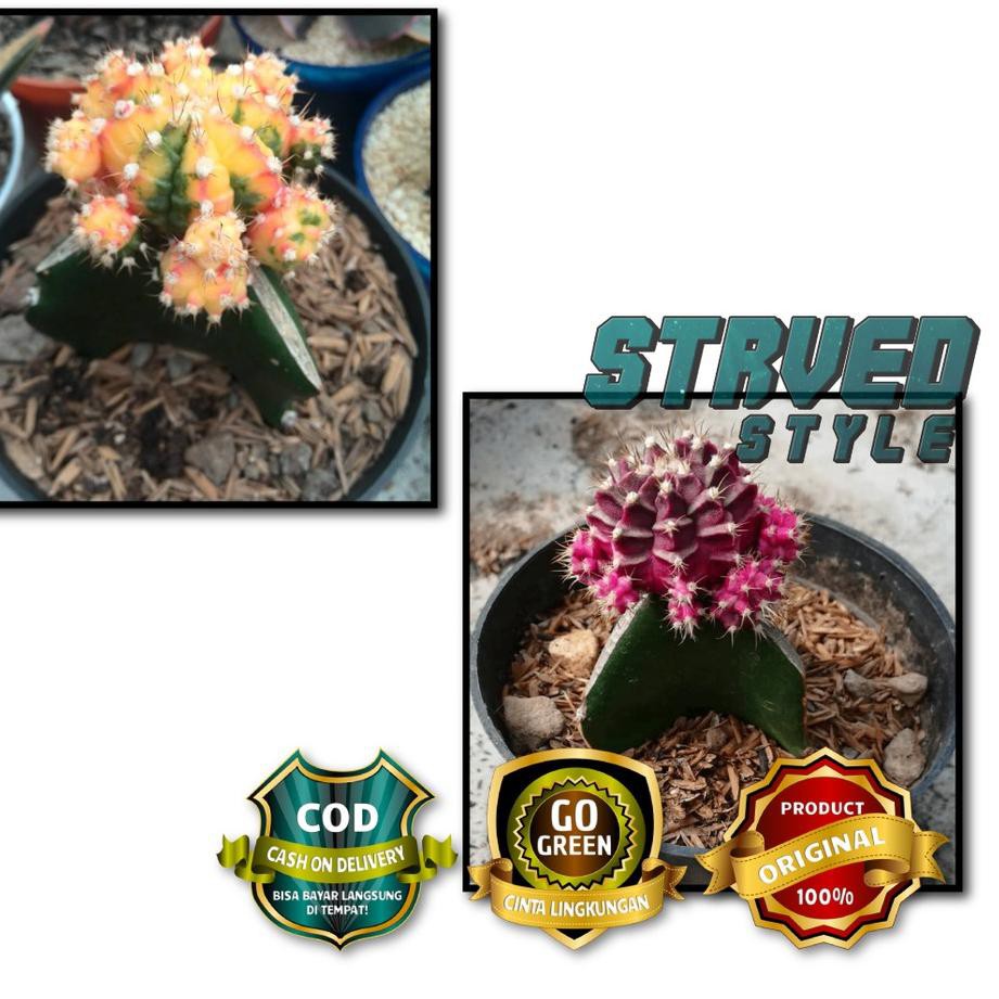 Langsung Beliii.. KAKTUS HIAS CACTUS GYMNOCALCIYUM LOKAL UNGU DAN GYMNO TRICOLOR