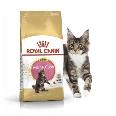Royal Canin Kitten Mainecoon 2Kg Arifinkelor